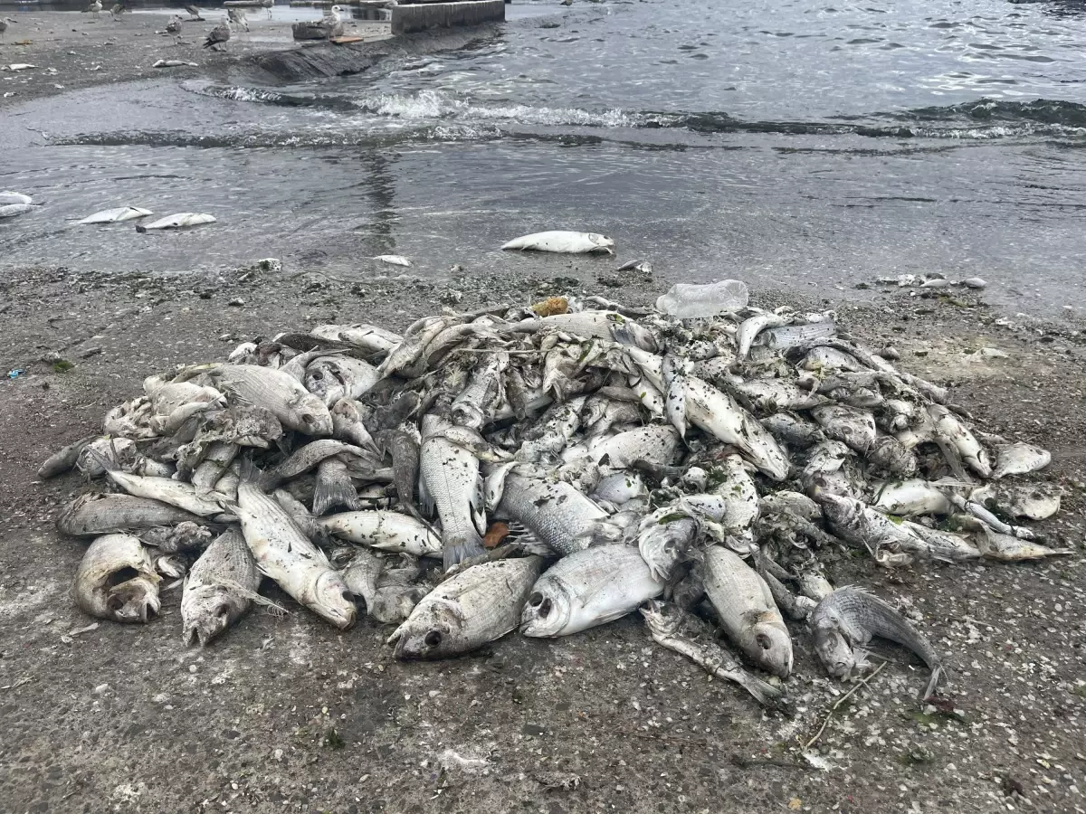 İzmir Körfezi’nde Kirlilik ve Balık Ölümleri Hakkında Uyarılar