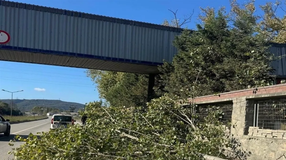 Bartın’da acı olay: Kestiği ağacın altında kalıp öldü